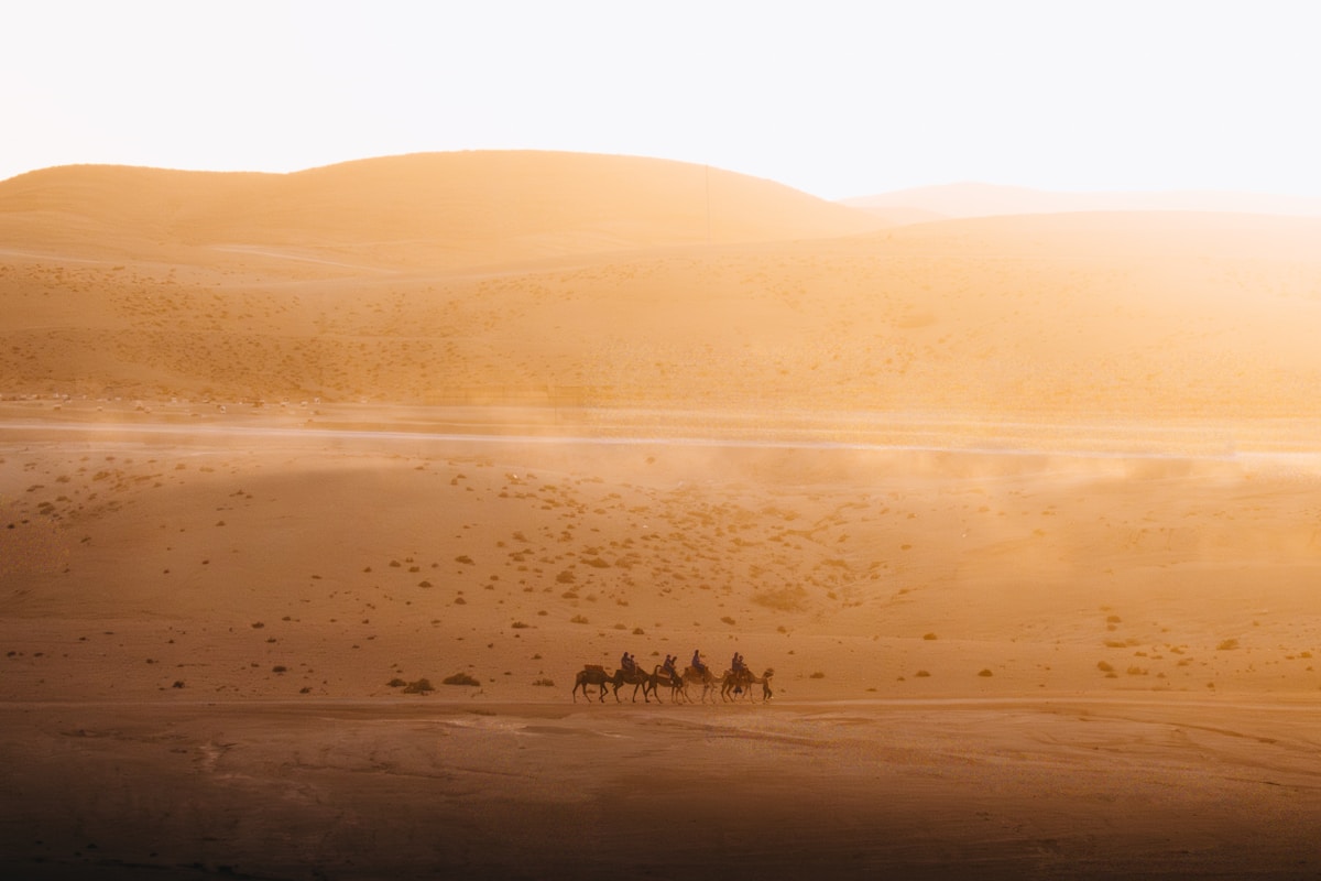 Camel caravan crossing desert dunes at sunset in Morocco