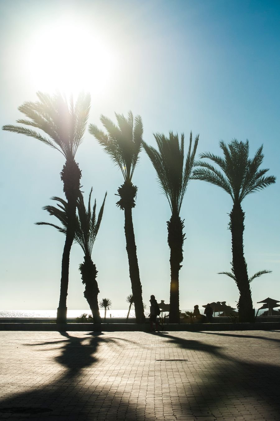 Palm trees casting long shadows on a seafront promenade in Agadir