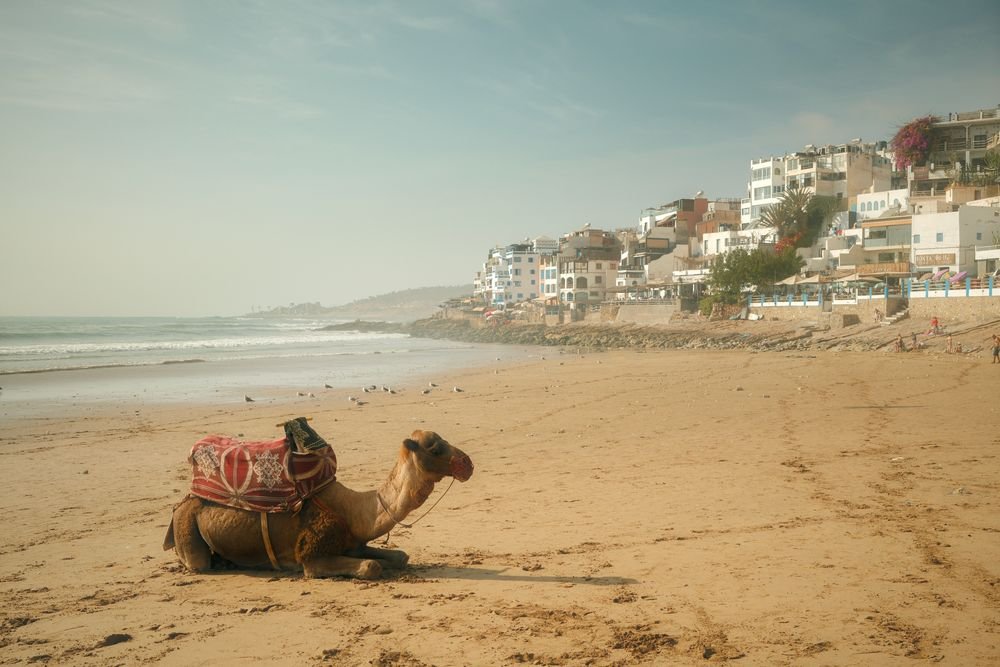 A camel resting on the beach with white buildings behind