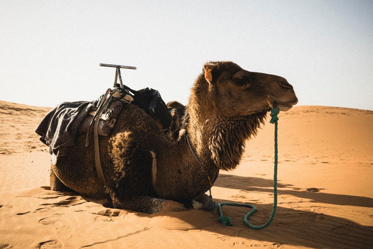 Un dromadaire sellé au repos sur le sable