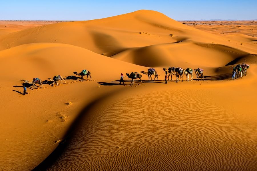 Line of camels crossing golden sand dunes under a clear sky