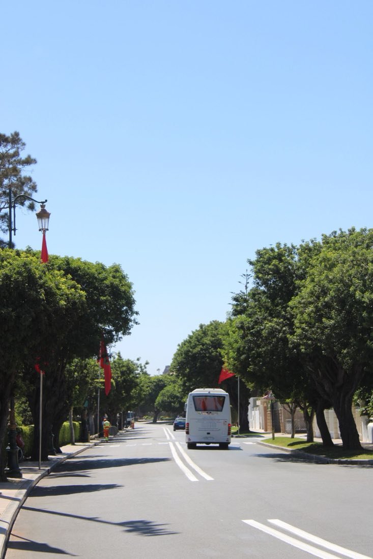 A city bus on a wide, tree-lined avenue