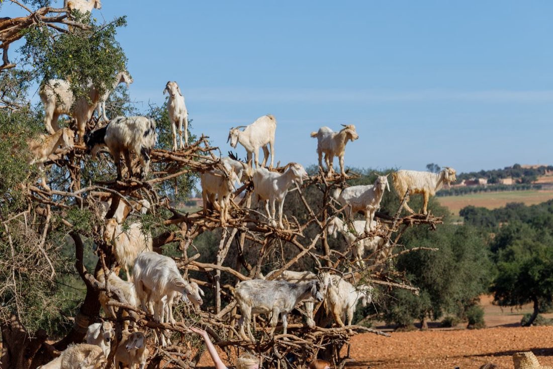 Goats perched in an argan tree in the hinterland