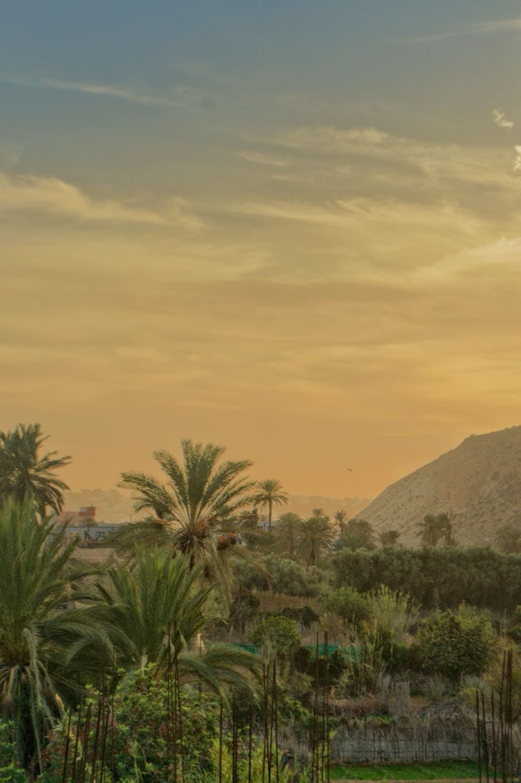 Palmiers et ciel doré en fin de journée dans le sud marocain